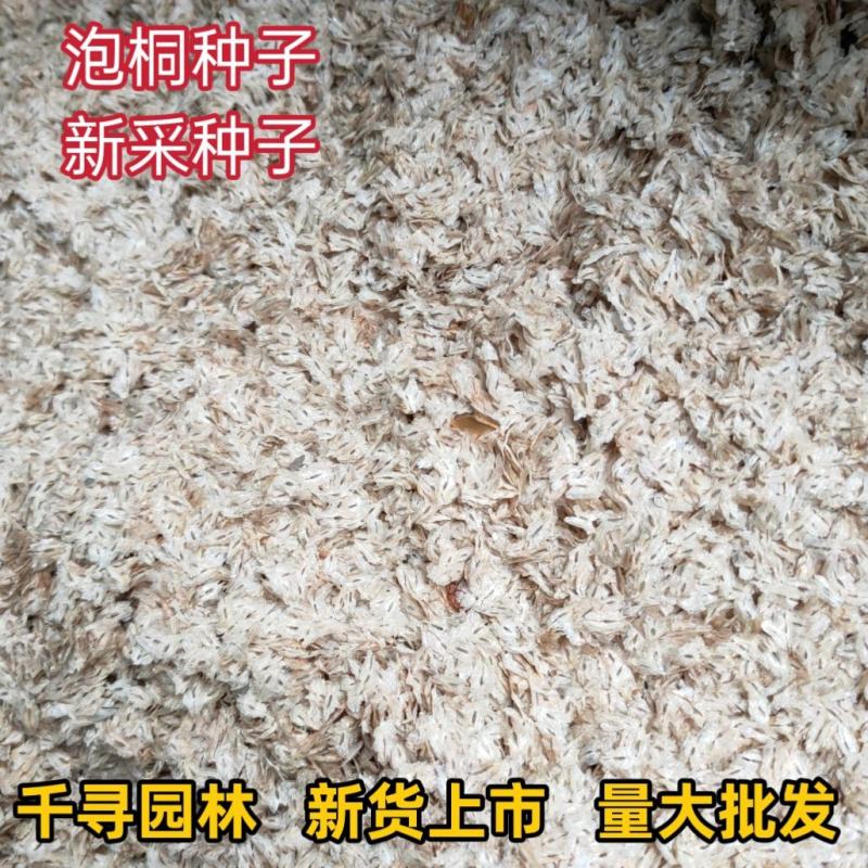 新采泡桐种子白花泡桐树大果泡桐空桐木水桐桐木树紫花泡桐