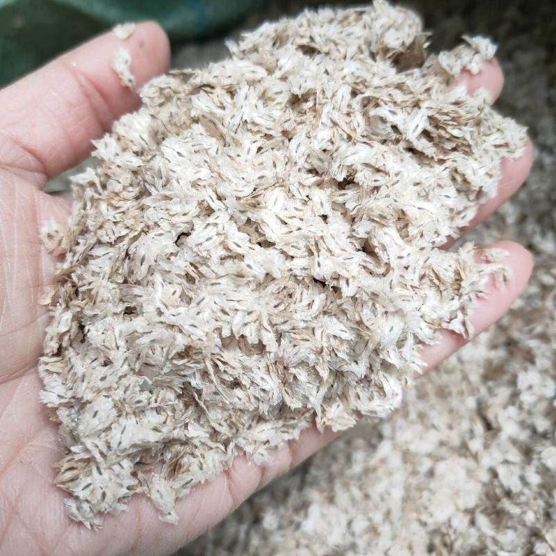 新采泡桐种子白花泡桐树大果泡桐空桐木水桐桐木树紫花泡桐