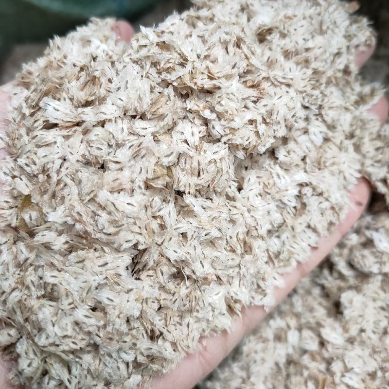 新采泡桐种子白花泡桐树大果泡桐空桐木水桐桐木树紫花泡桐