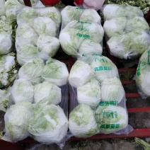 河南开封大白菜大量上市欢迎来采购支持各种