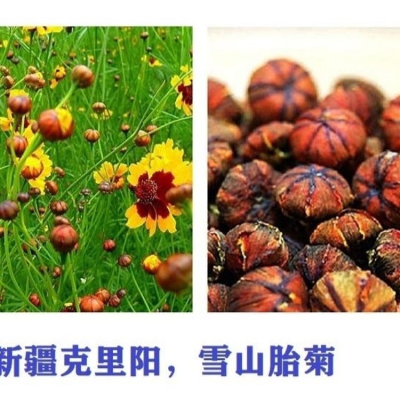 精品红胎菊胎菊产地直发品质保证量大从优欢迎联系