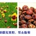 精品红胎菊胎菊产地直发品质保证量大从优欢迎联系