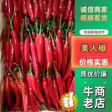 河南商丘中转仓，美人椒常年供应，一条龙服务有需要随时联系