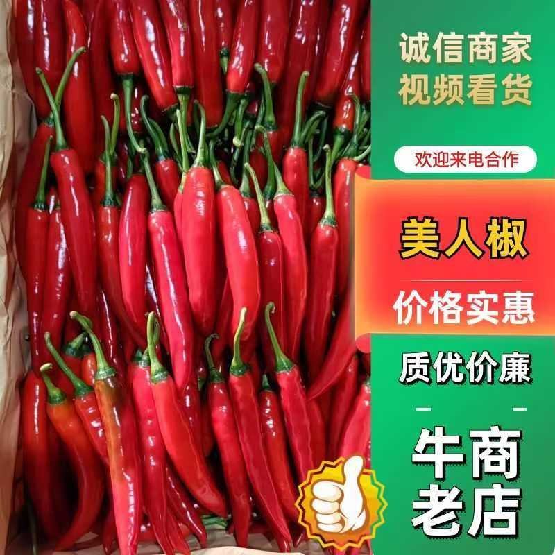 河南商丘中转仓，美人椒常年供应，一条龙服务有需要随时联系
