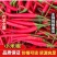 河南商丘小米椒大量上市，一手货源，常年供应，一条龙服务