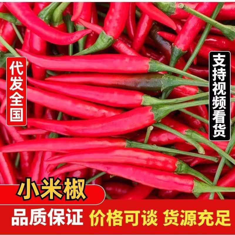 河南商丘小米椒大量上市，一手货源，常年供应，一条龙服务