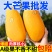 海南金煌芒10斤装当季新鲜水果芒果水仙芒大青芒10/5/3斤