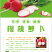 樱桃萝卜冻干休闲食品