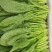菏泽单县菠菜大叶菠菜大量供一手货源专业代办代发诚信经营