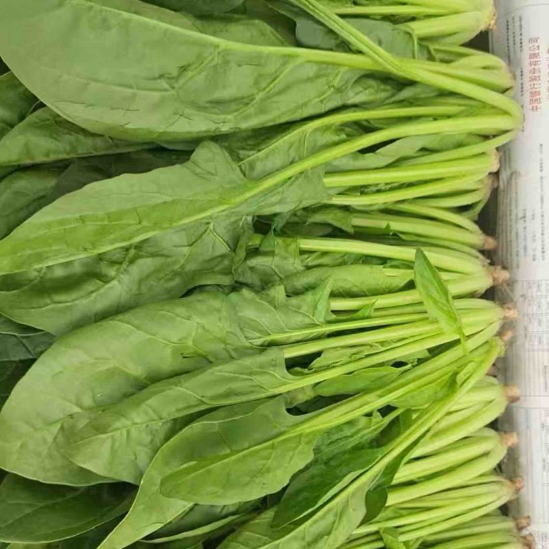 菏泽单县菠菜大叶菠菜大量供一手货源专业代办代发诚信经营