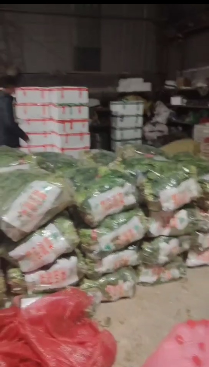 菏泽单县菠菜大叶菠菜大量供一手货源专业代办代发诚信经营