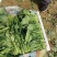菏泽单县菠菜大叶菠菜大量供一手货源专业代办代发诚信经营