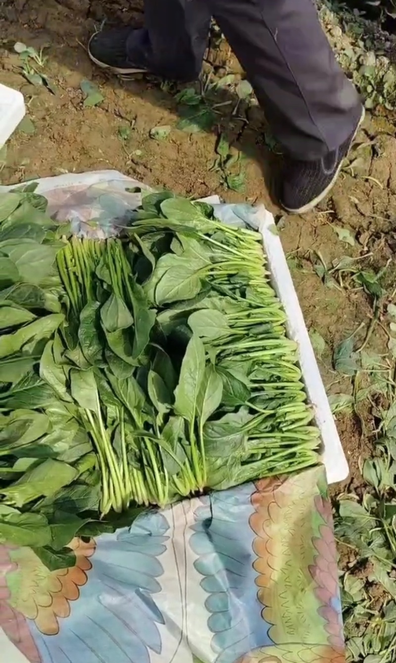 菏泽单县菠菜大叶菠菜大量供一手货源专业代办代发诚信经营
