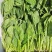 菏泽单县菠菜大叶菠菜大量供一手货源专业代办代发诚信经营