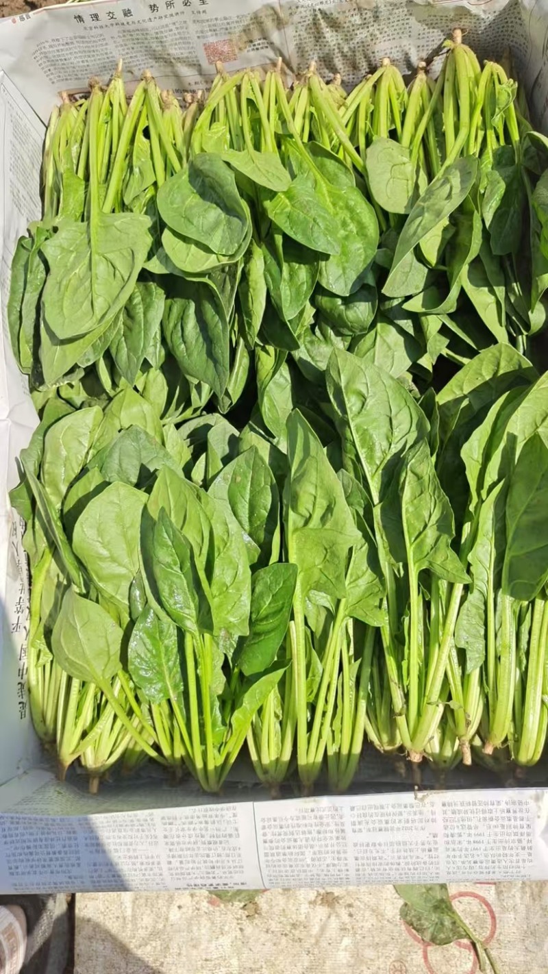 菏泽单县菠菜大叶菠菜大量供一手货源专业代办代发诚信经营