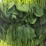 菏泽单县菠菜大叶菠菜大量供一手货源专业代办代发诚信经营