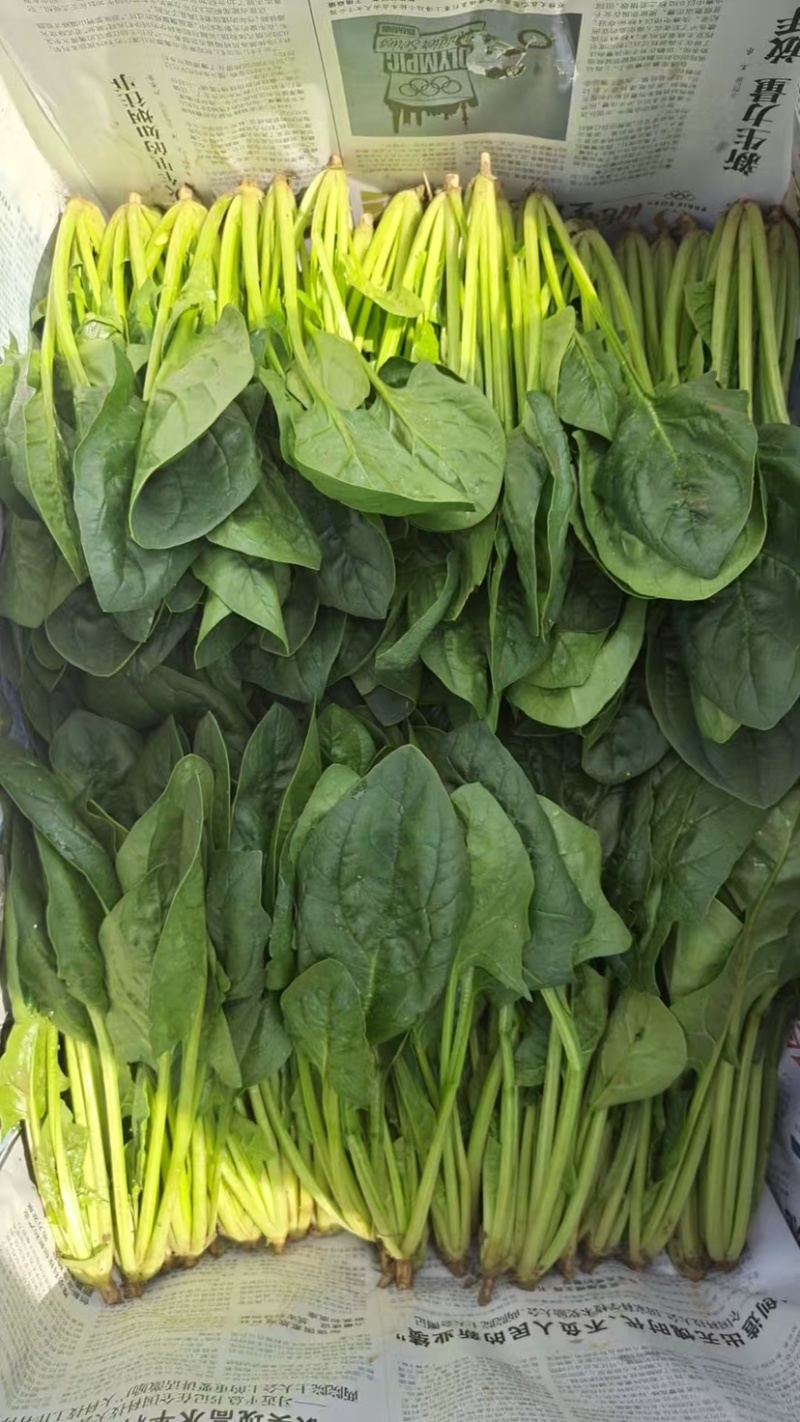 菏泽单县菠菜大叶菠菜大量供一手货源专业代办代发诚信经营