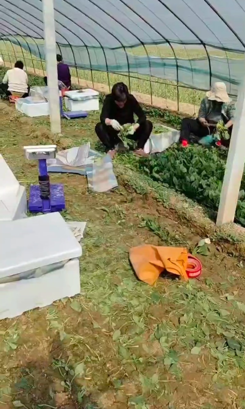 菏泽单县菠菜大叶菠菜大量供一手货源专业代办代发诚信经营