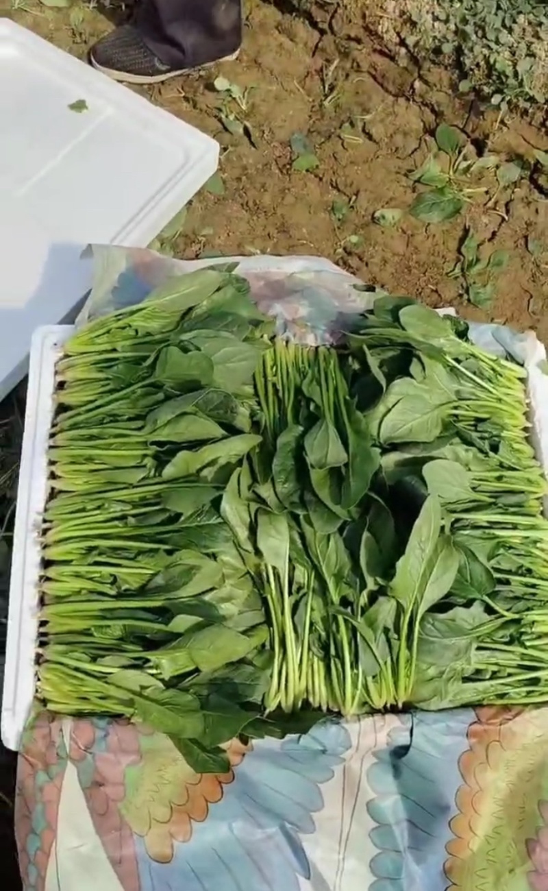 菏泽单县菠菜大叶菠菜大量供一手货源专业代办代发诚信经营