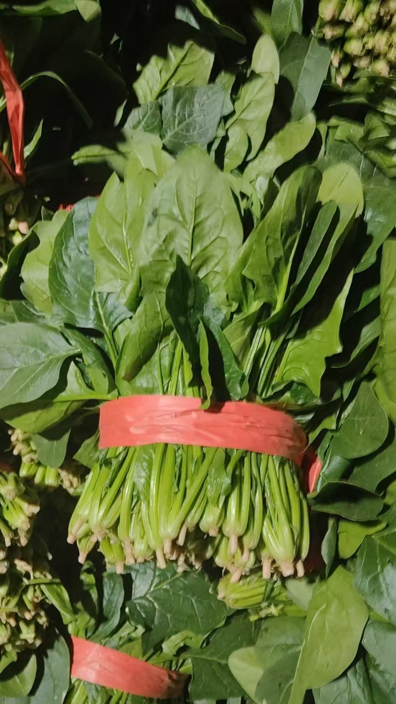 菏泽单县菠菜大叶菠菜大量供一手货源专业代办代发诚信经营