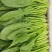 菏泽单县菠菜大叶菠菜大量供一手货源专业代办代发诚信经营