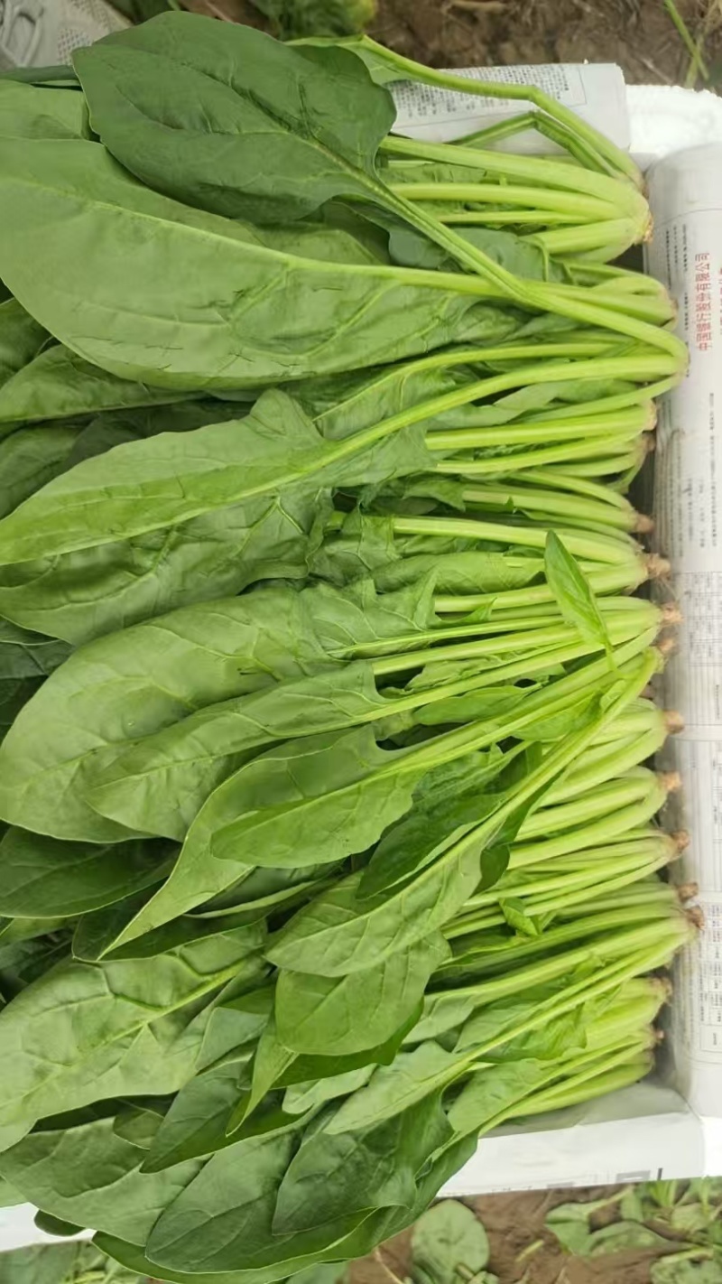 菏泽单县菠菜大叶菠菜大量供一手货源专业代办代发诚信经营