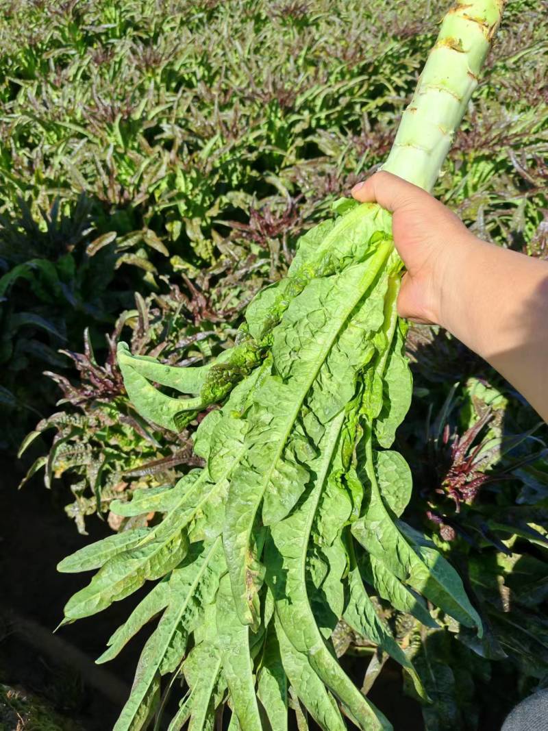 【实力推荐】精品云南莴笋大量供应规格齐全可视频看货
