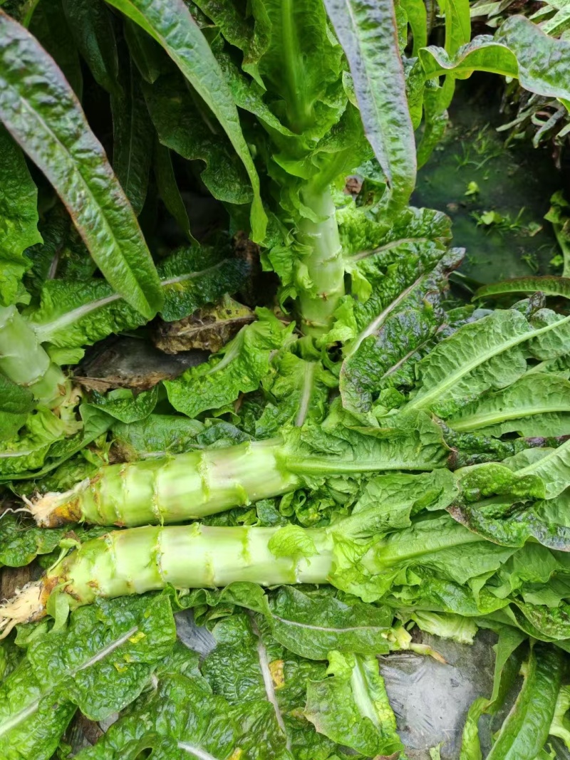 【实力推荐】精品云南莴笋大量供应规格齐全可视频看货