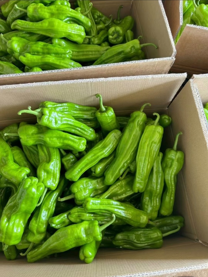 广东精品芜湖椒、薄皮椒、苏椒，基地现摘直发；全国供应。