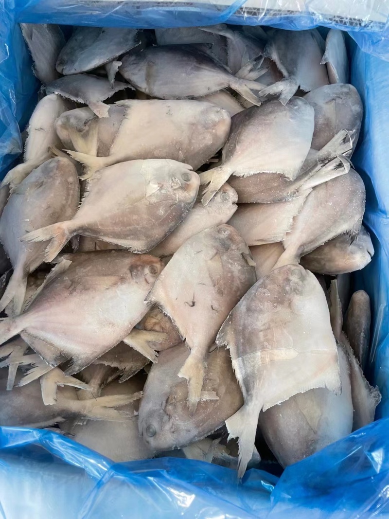 银鲳鱼，单冻，板冻，精品礼盒都有现货