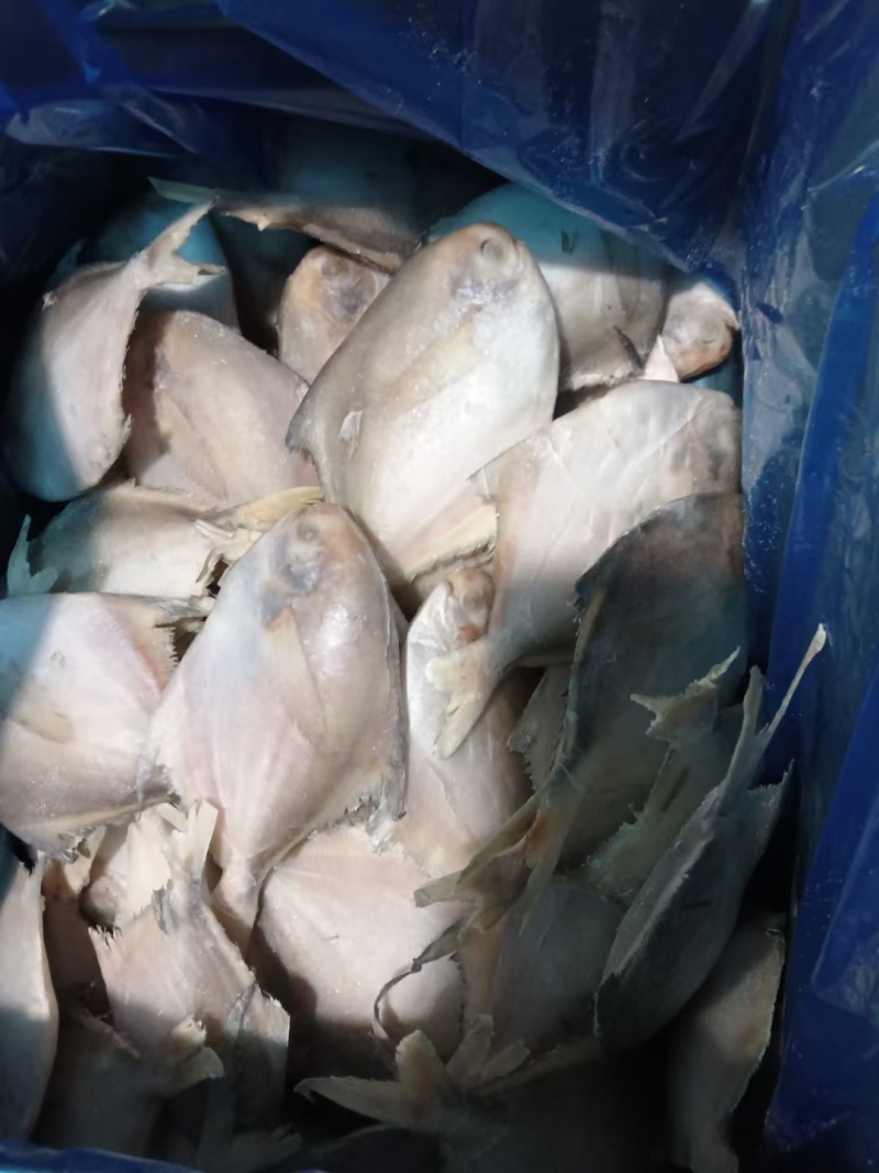 银鲳鱼，单冻，板冻，精品礼盒都有现货
