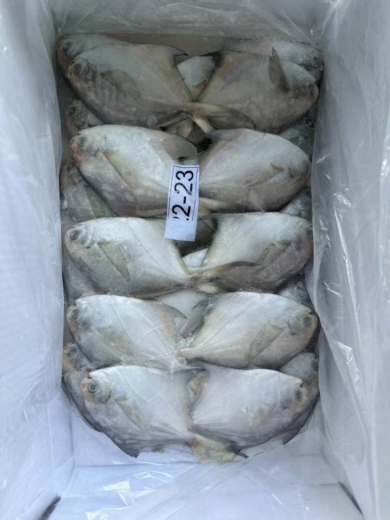 银鲳鱼，单冻，板冻，精品礼盒都有现货