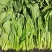山东菏泽小叶菠菜大量供应品质保证一手货源专业批发欢迎来电