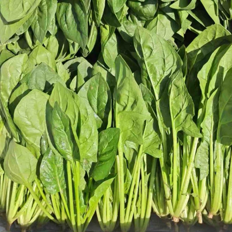 山东菏泽小叶菠菜大量供应品质保证一手货源专业批发欢迎来电