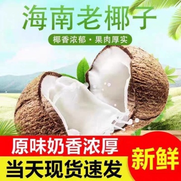 包邮海南新鲜椰子老椰子特产水果毛椰子【700克左右一个】
