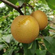 广西黄花梨水果一件代发，电商代发团购批发！脆甜多汁