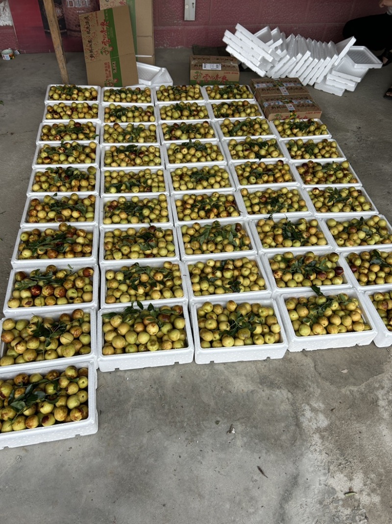沾化冬枣，红枣青枣都有大量现货对接批发商零售商
