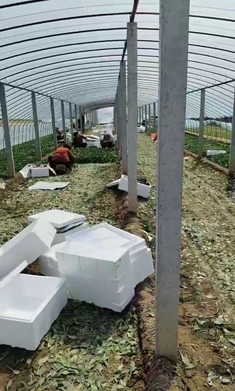 山东菏泽精品大叶香菜大量供应专业批发诚信经营欢迎来电