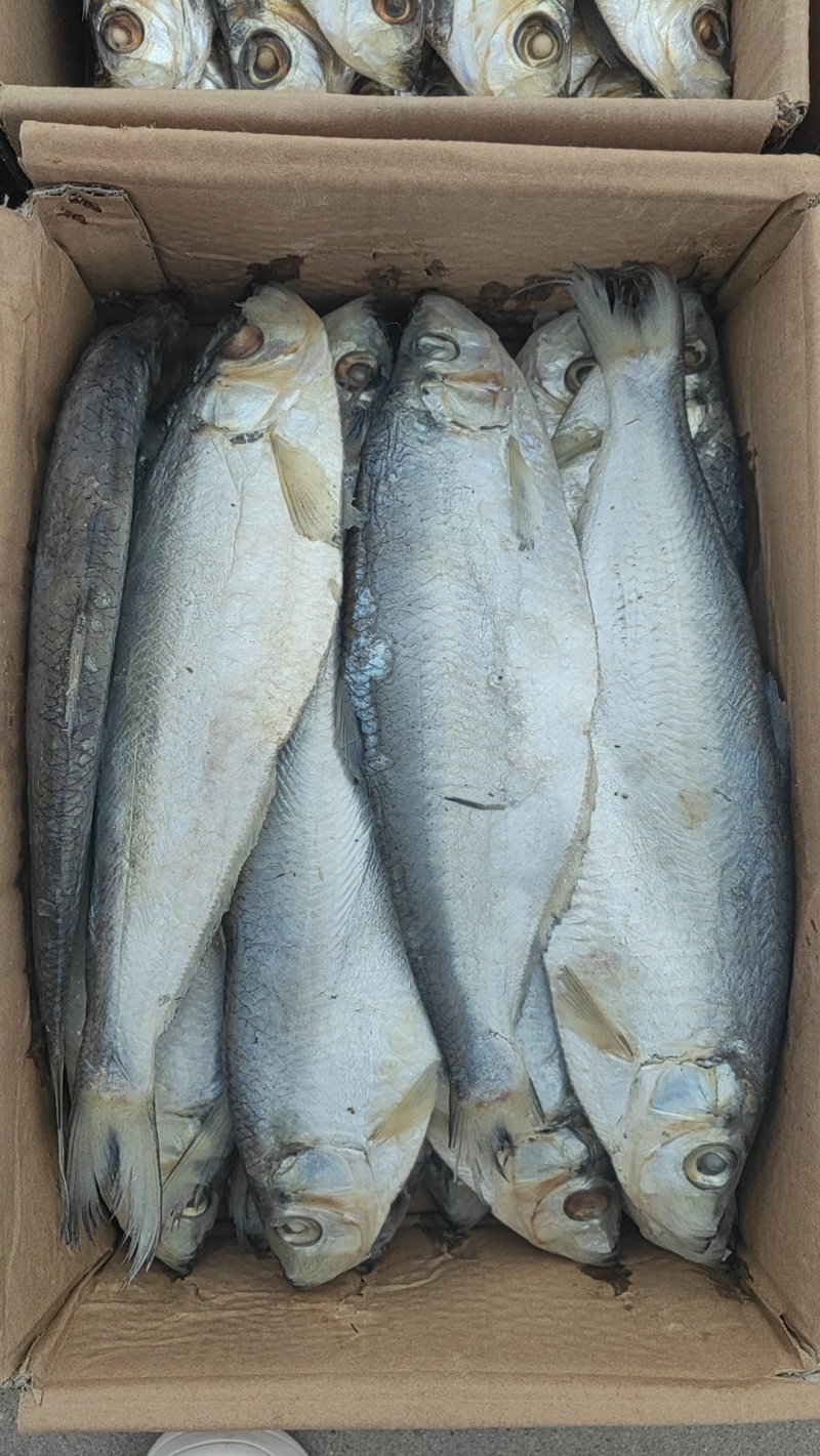 深海白磷鱼细鳞咸鱼清蒸鱼腌制海鱼自然晾晒，肉质鲜美