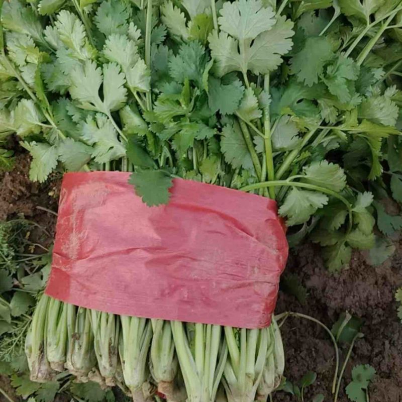 山东菏泽精品大叶香菜大量供应专业批发诚信经营欢迎来电