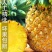 【惊爆价】新鲜云南菠萝香水大菠萝手撕菠萝水果凤梨菠萝批发