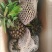 【惊爆价】新鲜云南菠萝香水大菠萝手撕菠萝水果凤梨菠萝批发