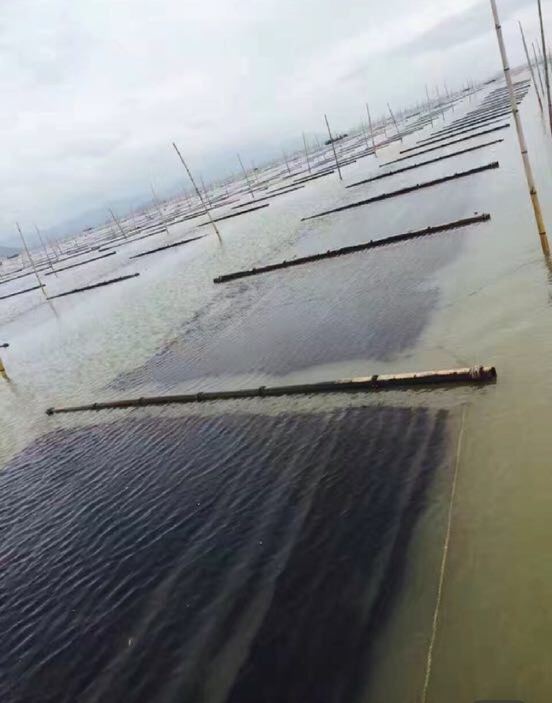 福建干紫菜产地直发需要的老板可以视频看货