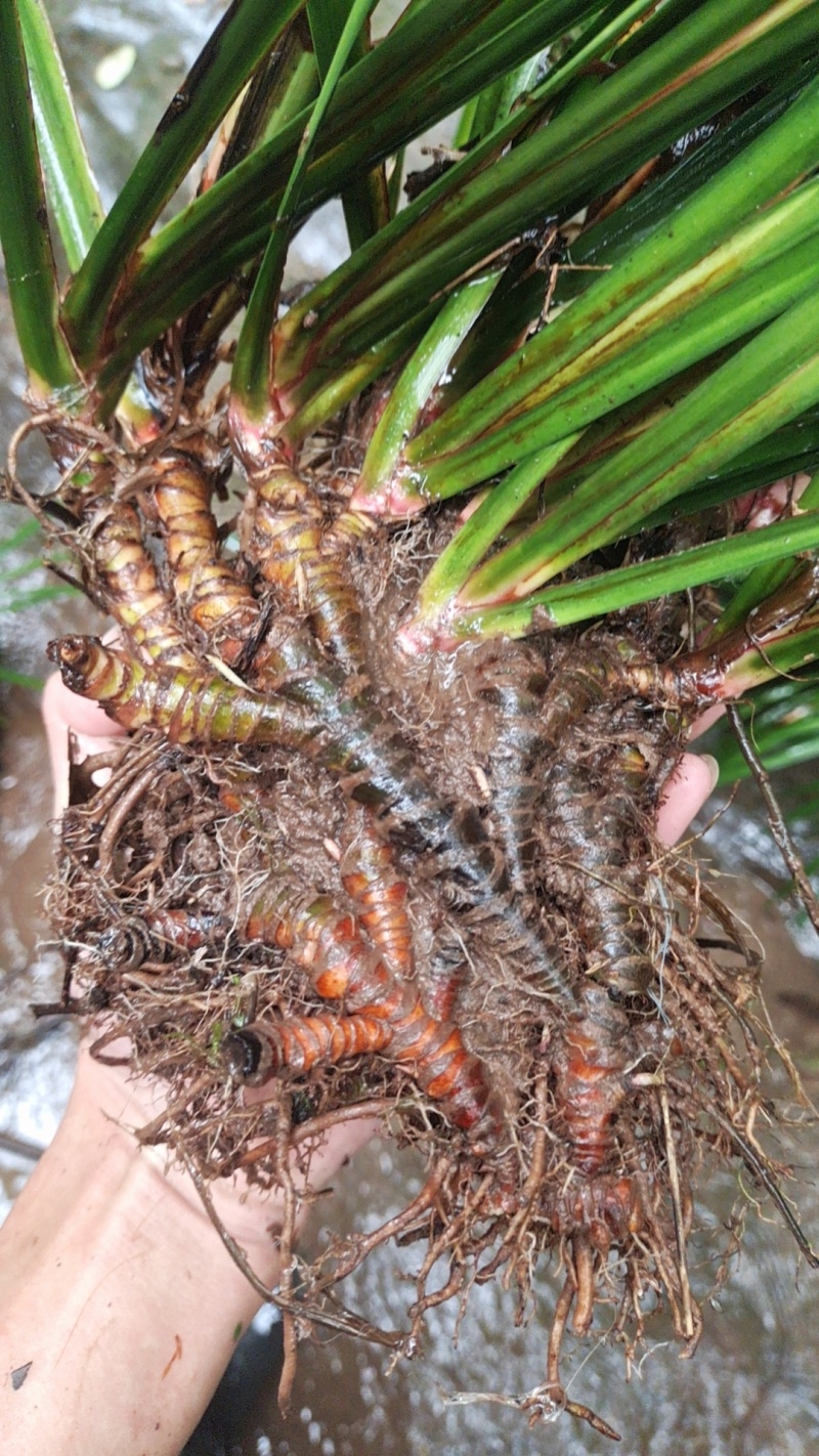 野生石菖蒲种苗批发