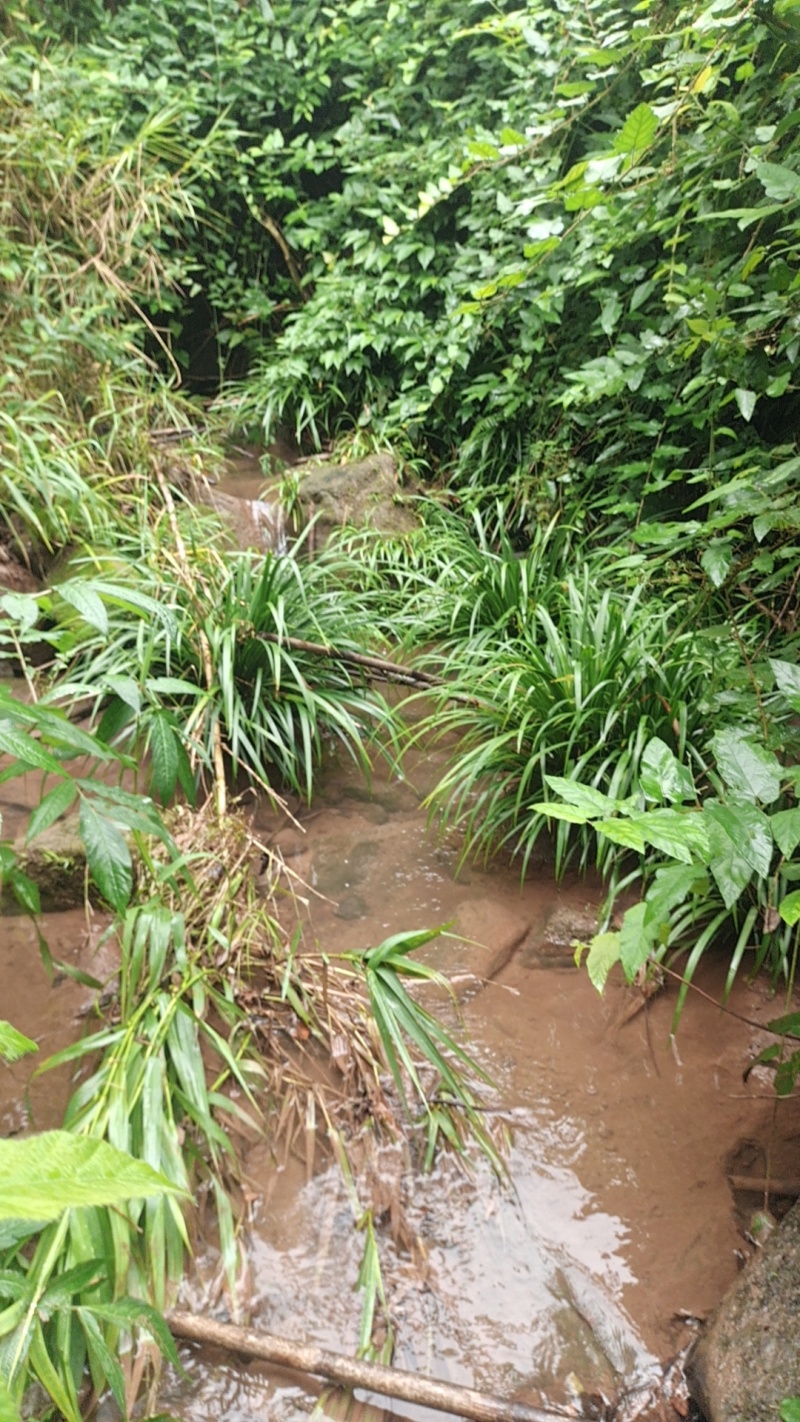 野生石菖蒲种苗批发