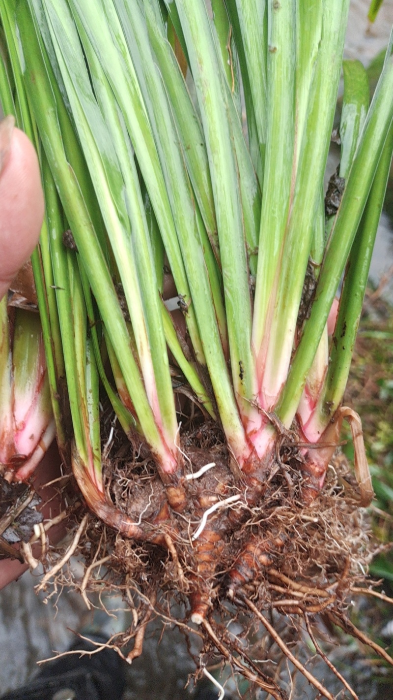野生石菖蒲种苗批发
