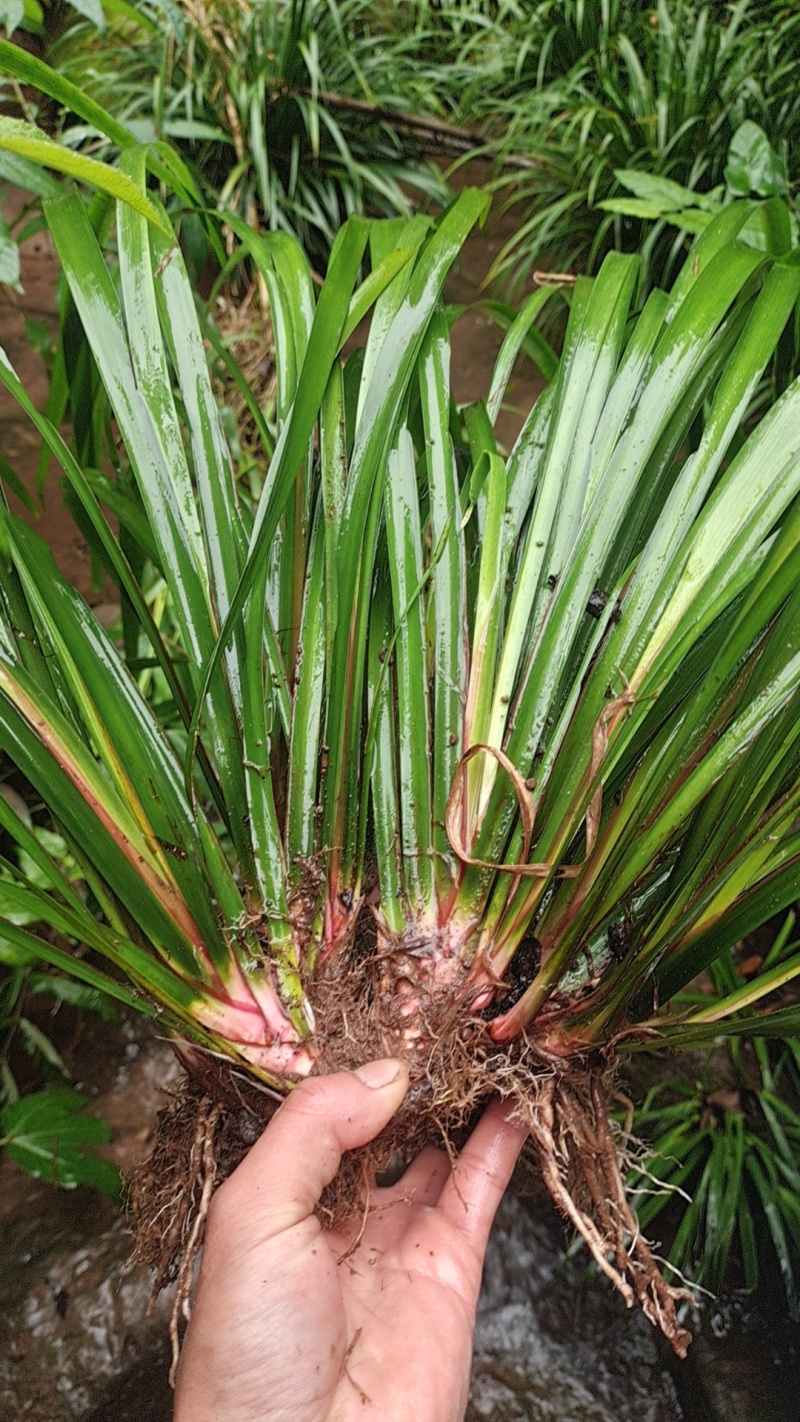 野生石菖蒲种苗批发
