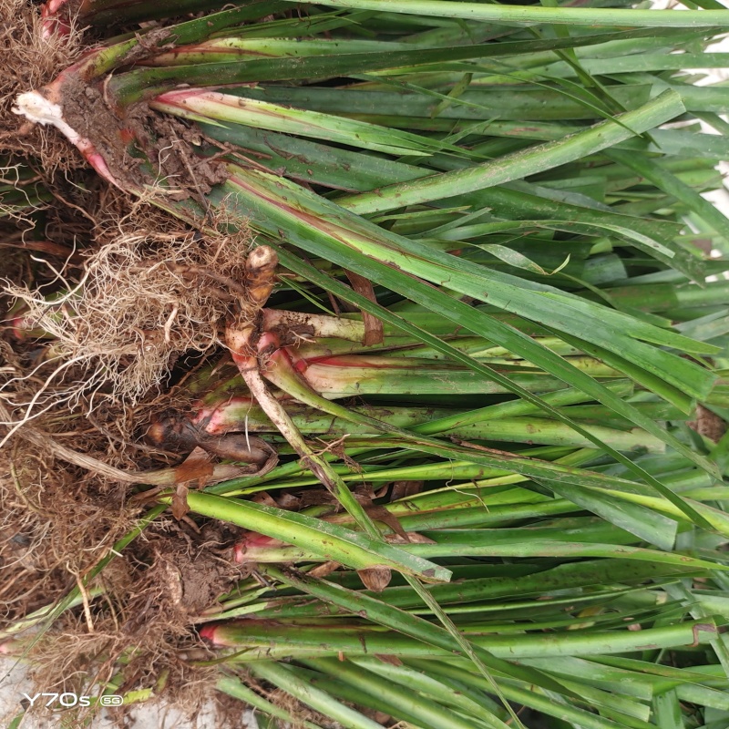 野生石菖蒲种苗批发