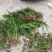 野生石菖蒲种苗批发