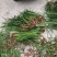 野生石菖蒲种苗批发